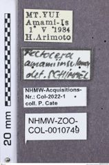 Etikette zu Pectocera amamiinsulanus (NHMW-ZOO-COL-0010749)